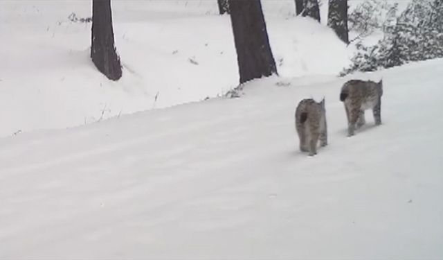 Ardahan'da iki vaşağın gezisi fotokapanla görüntülendi