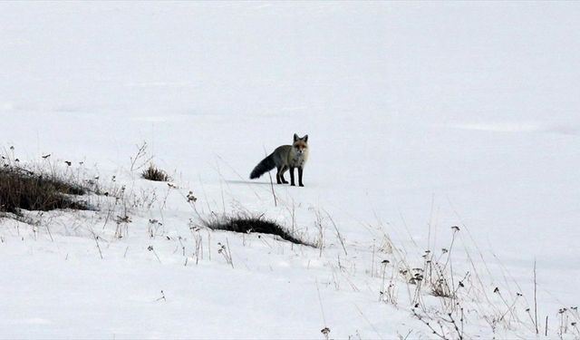 Ardahan'da tilkilerin kar altında avlarını yakalaması görüntülendi