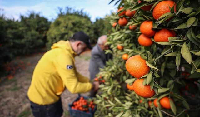 Hatay'da gönüllülerin dalında satın alıp topladığı meyveler depremzedelere ulaştırılıyor
