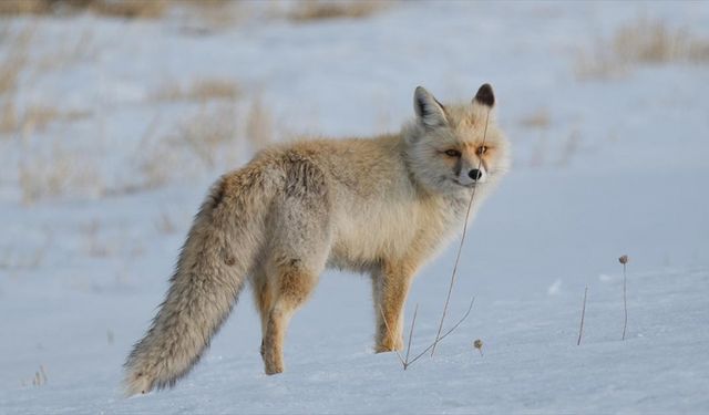 Kızıl tilkiler dakikalarca ses dinleyip karda avını yakalamaya çalışıyor