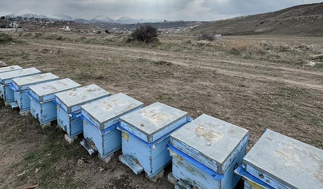 Polen kıtlığı nedeniyle kışa "yorgun" giren arılardaki kayıplar üreticileri endişelendiriyor