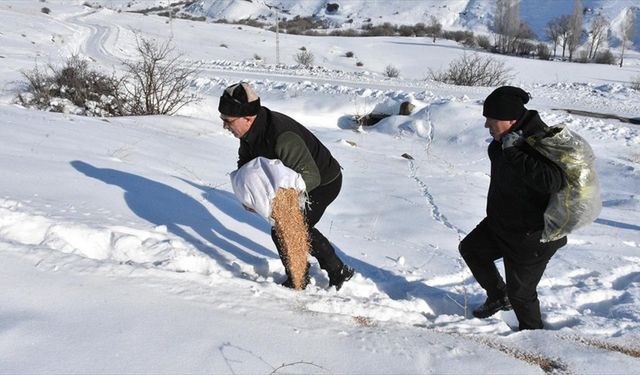 Yaban hayvanlarının aç kalmaması için dondurucu soğukta karlı arazileri aşıyorlar