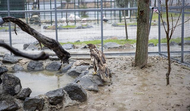 Bolu'da kanadı ampute edilen şah kartal Sakarya'da yeni yuvasına kavuştu