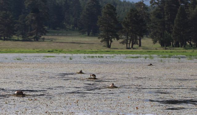 Bolu'daki Göksu Tabiat Parkı'nda istilacı yabancı bitki türü keşfedildi