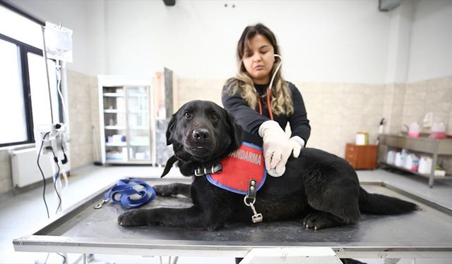 Jandarmanın dedektör köpeklerinin sağlık kontrolleri ve tedavisi uzman ellerde yapılıyor