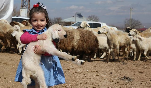 Kahramanmaraşlı depremzede besicilere verilen koyunların ilk kuzuları dünyaya geldi