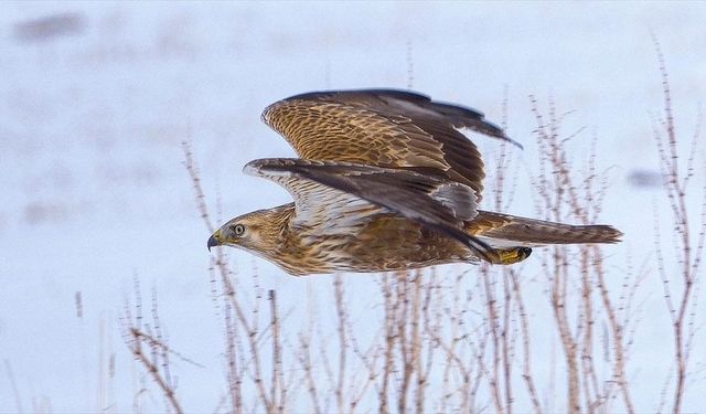 Koruma altındaki kızıl şahin Kars'ta avlanırken görüntülendi