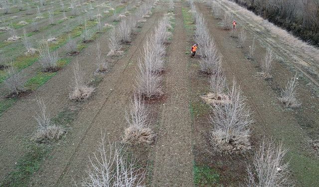 Kuraklığa dayanıklı Türk fındığı fidanları Kastamonu'da yetiştiriliyor