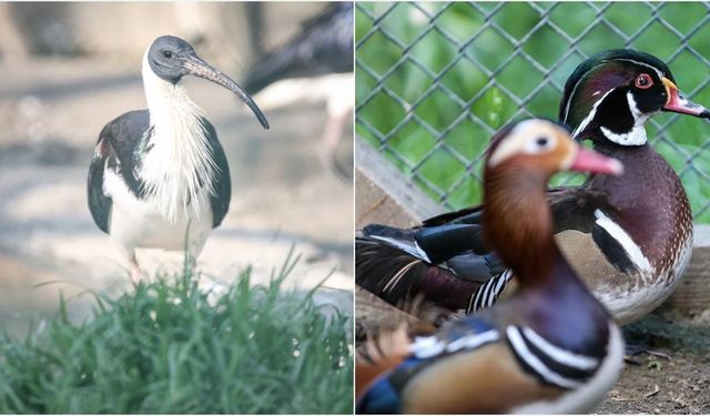 Saman boyunlu ibis kuşu ve mandarin ördeği Bursa'daki hayvanat bahçesinde korunuyor