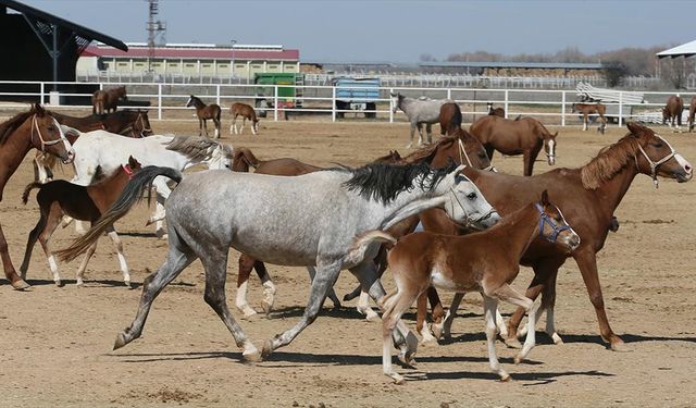 TİGEM'in 3 işletmesinde şampiyon adayı 222 tay doğdu