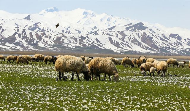 Hakkari'de besiciler hayvanlarını yeşeren meralara çıkarmaya başladı