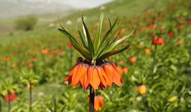 Hakkari'de ters lale vakti