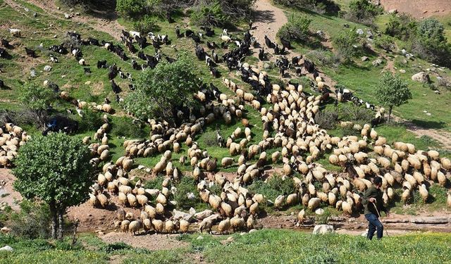 Şırnak'ta göçerler hayvanlarını yaylalara götürmek için yola koyuldu