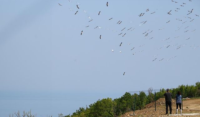 Tekirdağ'da göç eden pelikanlar görüntülendi