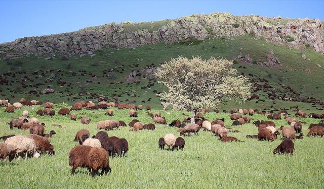 Baharın geldiği Ağrı'nın Cumaçay Yaylası'nda koyun ve kuzu sesleri yankılanıyor