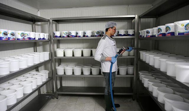 Bitlis'te üretilen manda sütü devlet desteğiyle kurulan tesiste ürüne dönüştürülüyor