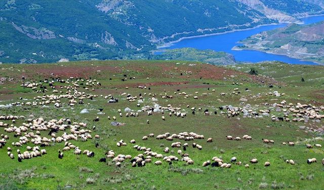 Göçerlerin çevre illerden Muş'taki yaylalara yolculuğu sürüyor