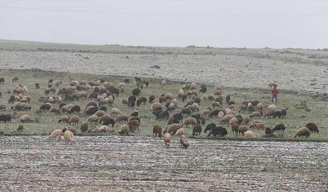 Kars ve Ağrı'da besiciler kar yağışına hazırlıksız yakalandı