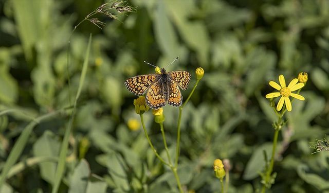 Munzur Vadisi Milli Parkı kelebeklerle renklendi