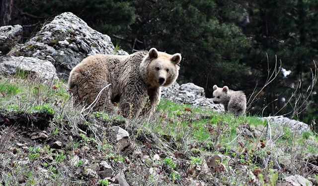 Sarıkamış'ta bir bozayı ile 2 yavrusu doğada görüntülendi