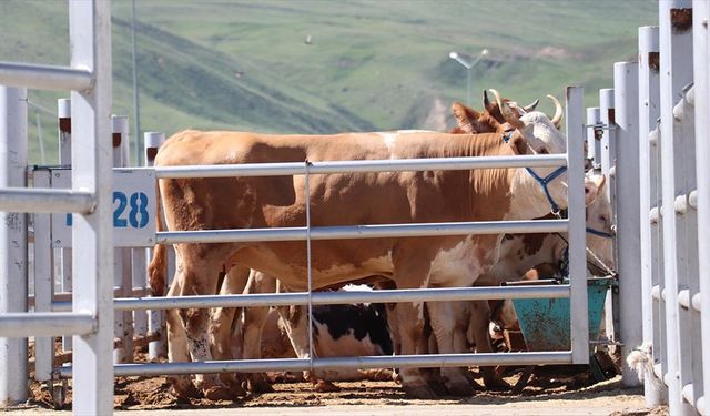 Erzurum, Kars ve Ağrı'dan farklı illere 87 bin 45 kurbanlık gönderildi