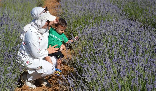 Karabük ve Sakarya'da çiçek açan lavanta bahçeleri ziyaretçilerini ağırlıyor