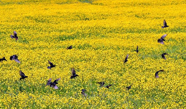 Kars'ta yağmurların ardından doğa çiçeklerle renklendi