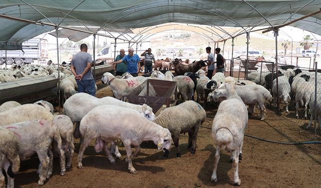 Mersin'deki hayvan pazarlarında bayram hareketliliği başladı