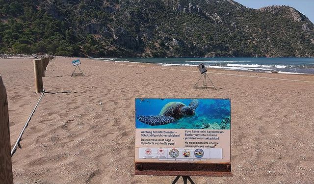 Muğla'daki İztuzu Sahili'nde caretta caretta yuvası sayısı 700'e ulaştı