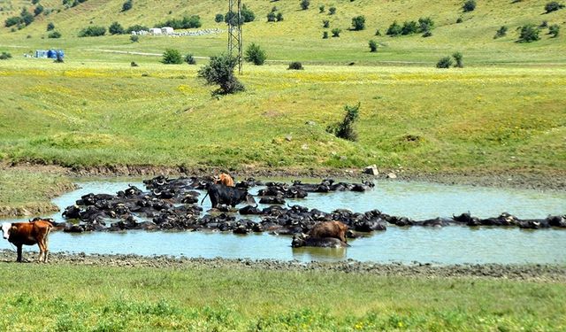 Muş'ta çobanlar sıcaktan bunalan mandaları nehir, gölet ve sulama kanallarında serinletiyor