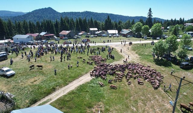 Sakarya'da besiciler rengarenk süsledikleri hayvanlarını şenlik havasında yaylaya çıkarıyor