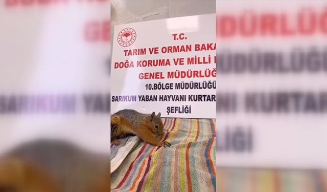 Sinop'ta sincap yavrusu havuçla beslenerek sağlığına kavuşturuluyor