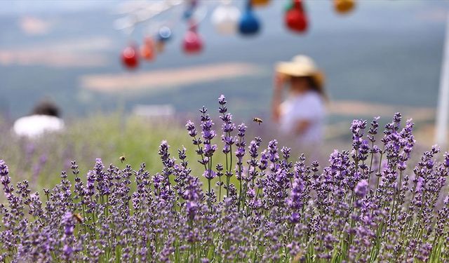 Tekirdağ'ın mor renkli tarlaları ziyaretçilerini ağırlıyor