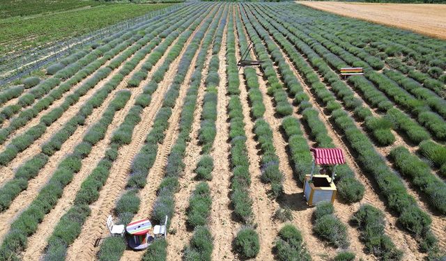 Tekirdağ'ın mor tarlaları yeni sezon için hazırlandı