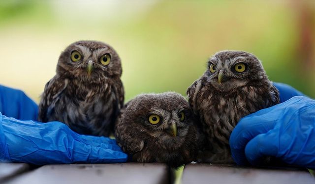 Düzce'de bitkin bulunan kukumav yavruları tedavilerinin ardından doğaya salındı