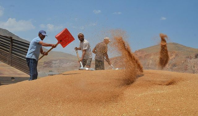 Muş'ta bahar yağmurları buğday rekoltesini artırdı