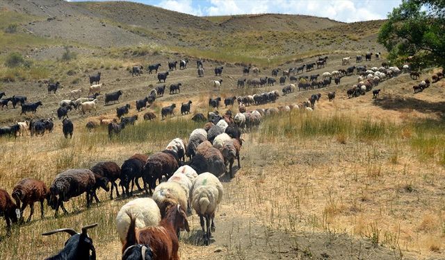 Muş'ta göçerlerin yayla mesaisi sürüyor