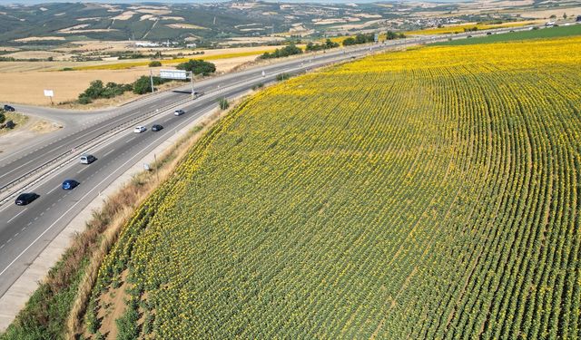 Tekirdağ'da ayçiçeği tarlaları sürücülere renkli manzara sunuyor