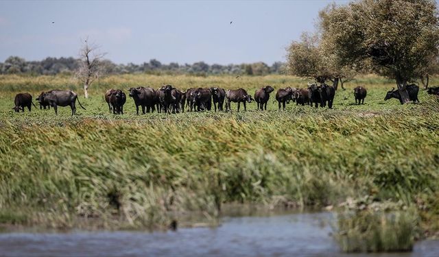 Afrika savanaları değil Mustafakemalpaşa