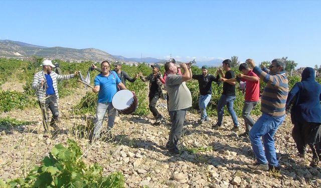 Gaziantep'te "davullu zurnalı" üzüm hasadı