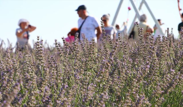 Tekirdağ'da doğal stüdyoya dönüşen renkli tarlalar turizme katkı sağladı