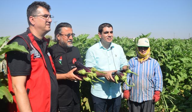 Tescilli Birecik Patlıcanı'nın hasadı başladı