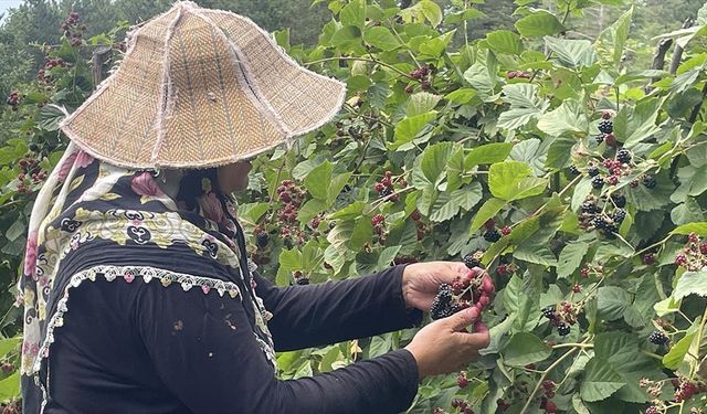 Uludağ'ın eteklerinde yetişen ahududu ve böğürtlenler kadınların gelir kapısı oldu