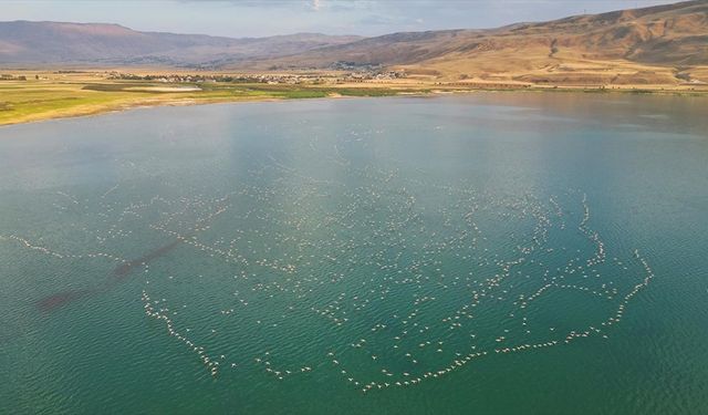 Van Gölü Havzası yazlıkçı flamingoları ağırlıyor