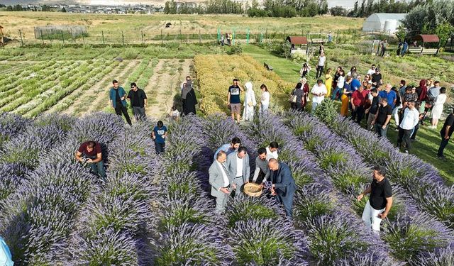 Van'da akademisyenlerin yetiştirdiği tıbbi ve aromatik bitkilerin hasadı yapıldı