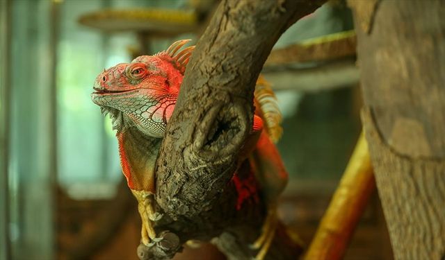 Bursa'da koruma altındaki yeşil iguana ailesi 5 yılda 127 bireye ulaştı