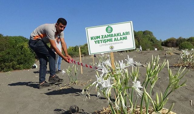 Mersin'de sahilde çiçek açan ve koparılması yasak olan zambaklara sıkı koruma