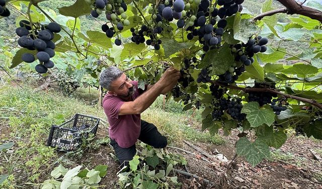 Trabzon'da isabella üzümünün sofralara yolculuğu başladı