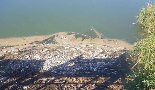 Gaziantep'te Karasu Çayı’nda balık ölümleri ve kötü koku üzerine inceleme başlatıldı