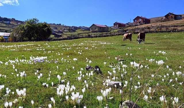 Tarihi kervan yolundaki "Ağaçbaşı Turbalığı"nda sonbahar